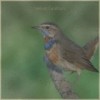 Velvet Feathers - Konstantinos Panagiotidis