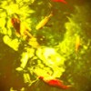 Koi Pond Posse (feat. Pink Navel & Nancy Kneebrace) (Explicit) - Initial&Pink Navel&Nancy Kneebrace
