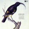 Alaotra Grebe - Oxyd
